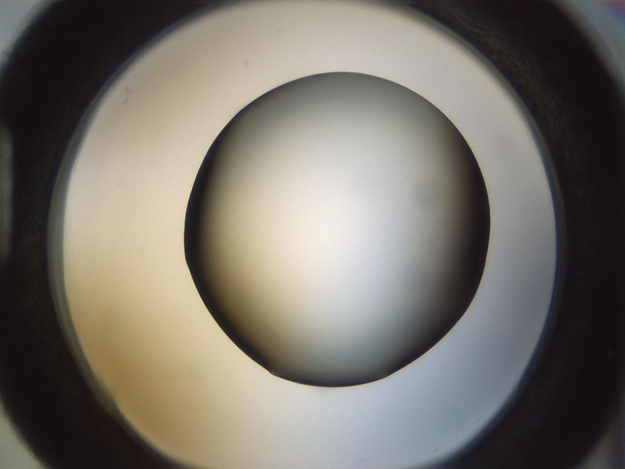 folderID299_plateID1299_batchID4304_wellNum88_profileID1_d1_r78671_ef.jpg