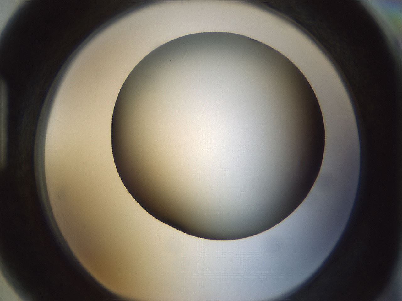 folderID299_plateID1299_batchID4304_wellNum89_profileID1_d1_r78672_ef.jpg