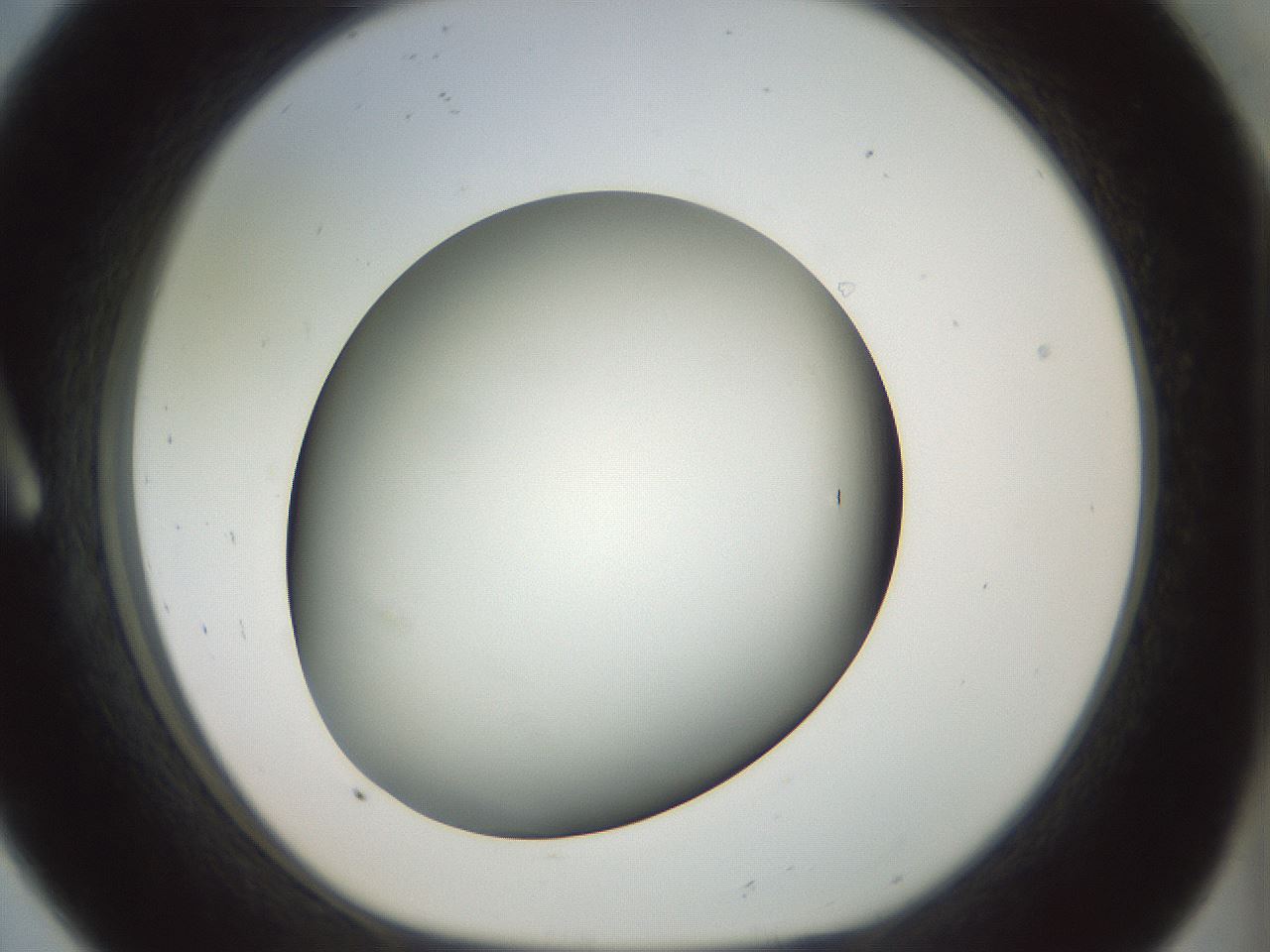 folderID299_plateID1299_batchID4304_wellNum8_profileID1_d1_r78591_ef.jpg