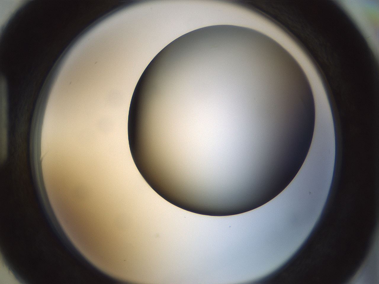 folderID299_plateID1299_batchID4304_wellNum90_profileID1_d1_r78673_ef.jpg
