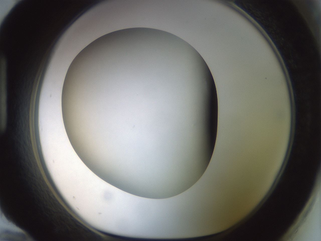 folderID299_plateID1299_batchID4304_wellNum96_profileID1_d1_r78679_ef.jpg