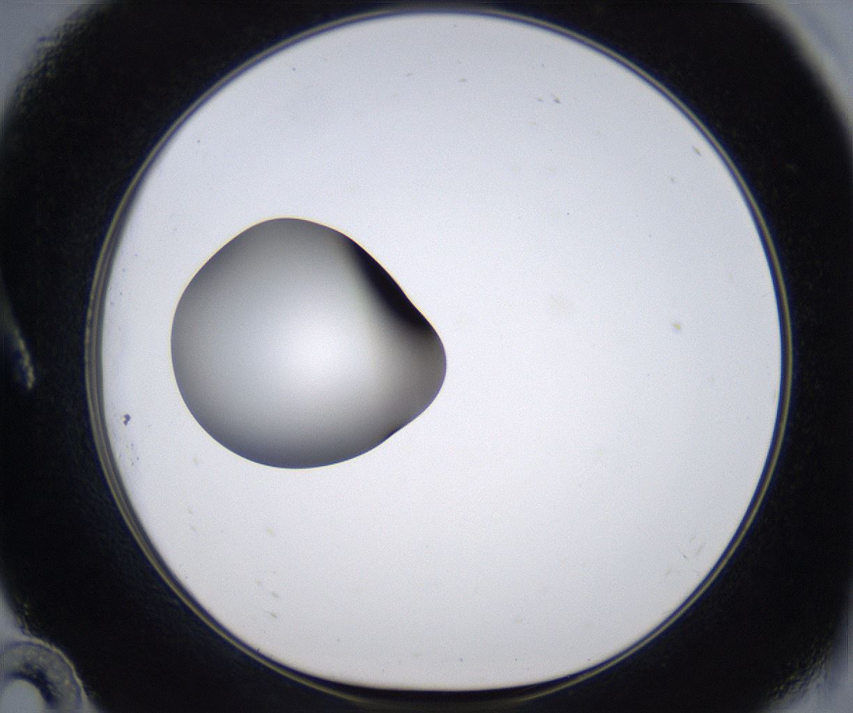 folderID299_plateID2299_batchID10844_wellNum10_profileID1_d1_r160951_ef.jpg
