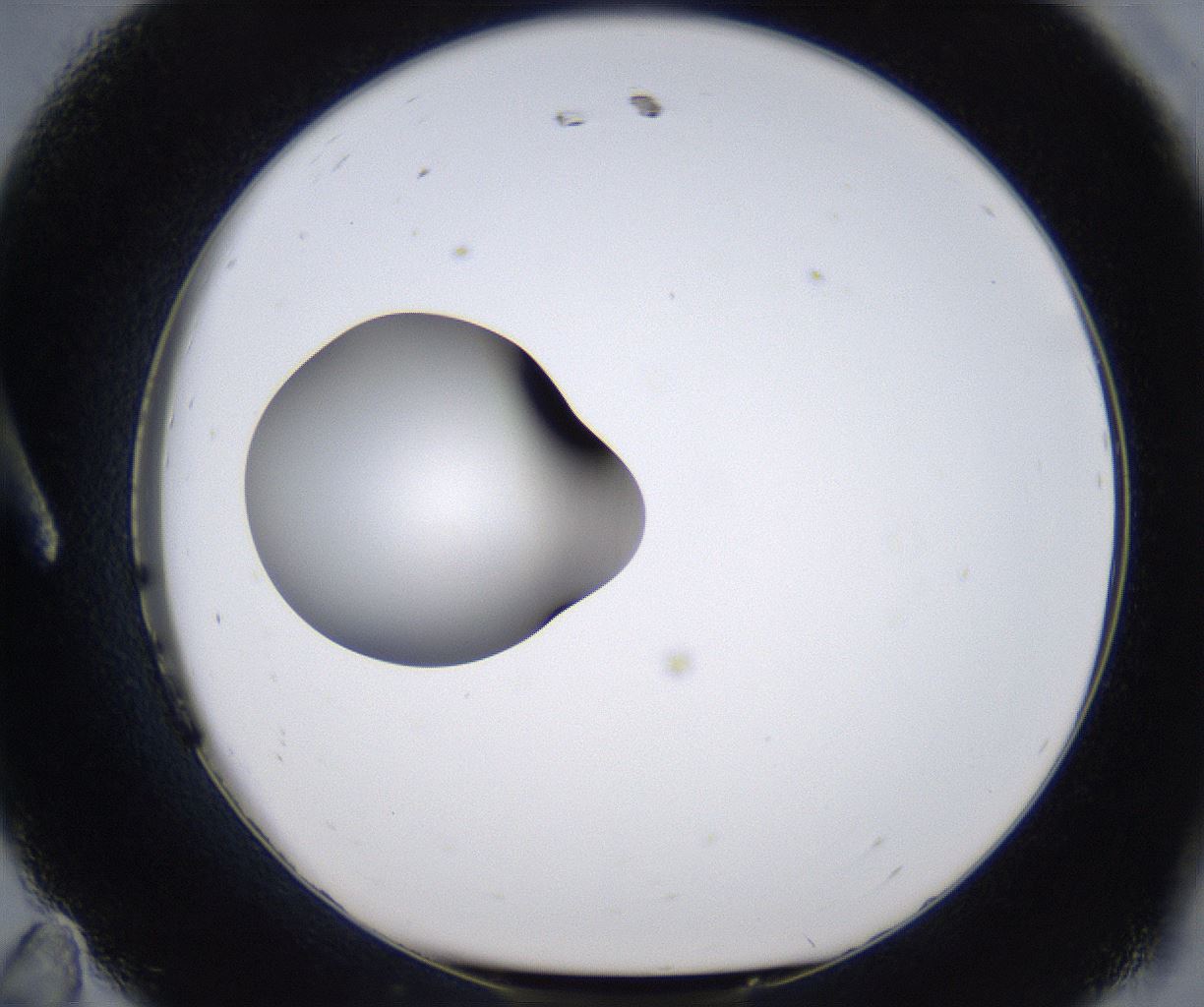 folderID299_plateID2299_batchID10844_wellNum11_profileID1_d1_r160952_ef.jpg