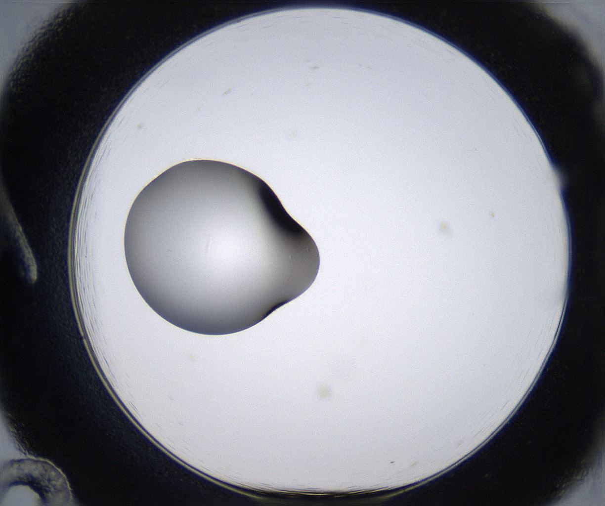 folderID299_plateID2299_batchID10844_wellNum12_profileID1_d1_r160953_ef.jpg