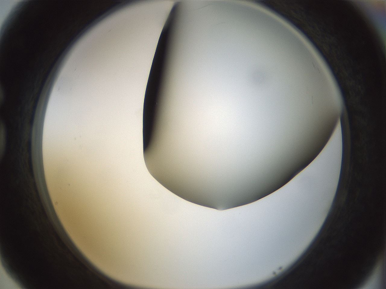 folderID299_plateID1299_batchID4304_wellNum77_profileID1_d1_r78660_ef.jpg