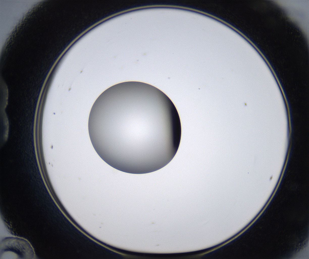 folderID299_plateID2299_batchID10844_wellNum24_profileID1_d1_r160965_ef.jpg