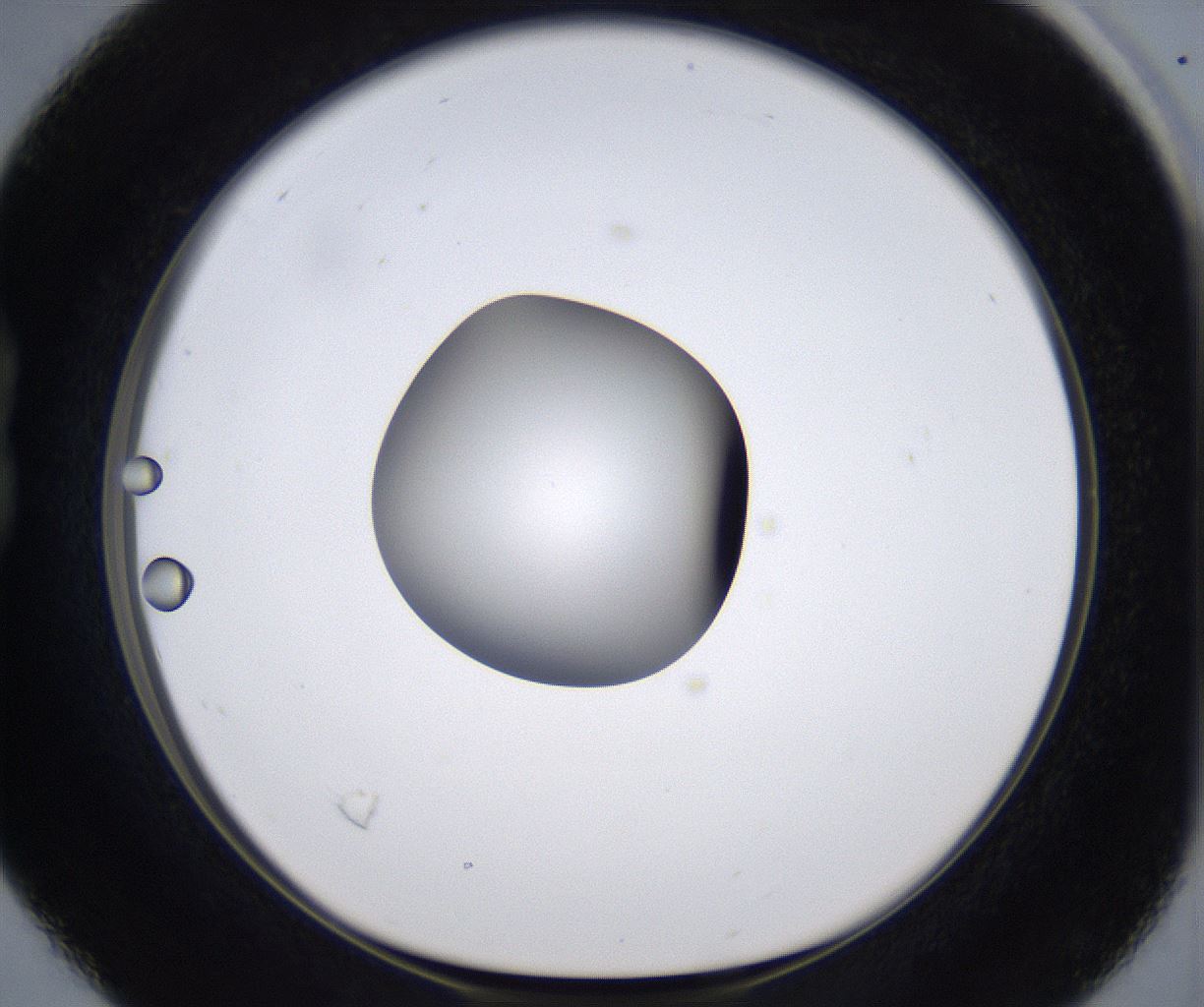 folderID299_plateID2299_batchID10844_wellNum16_profileID1_d1_r160957_ef.jpg