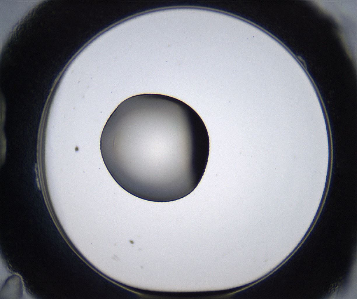 folderID299_plateID2299_batchID10844_wellNum23_profileID1_d1_r160964_ef.jpg