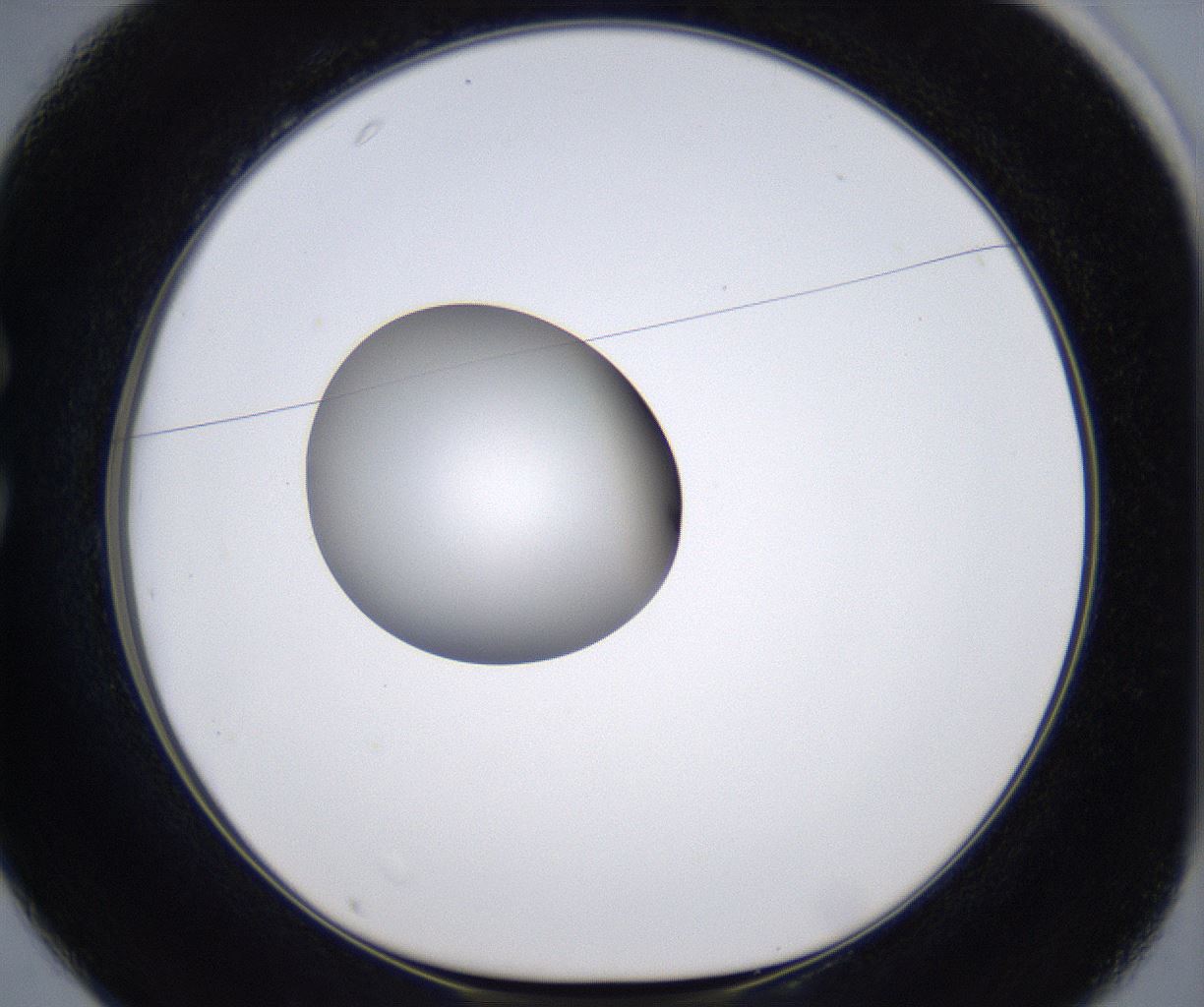 folderID299_plateID2299_batchID10844_wellNum25_profileID1_d1_r160966_ef.jpg