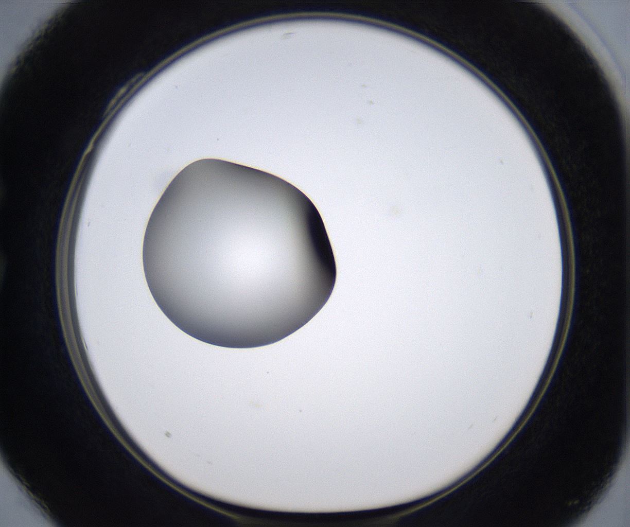 folderID299_plateID2299_batchID10844_wellNum28_profileID1_d1_r160969_ef.jpg