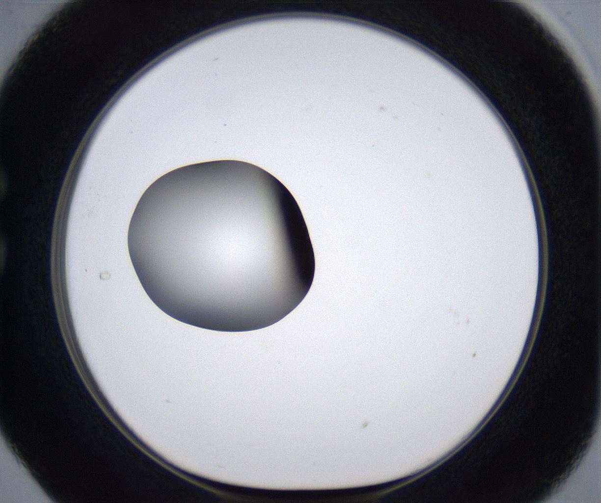 folderID299_plateID2299_batchID10844_wellNum29_profileID1_d1_r160970_ef.jpg