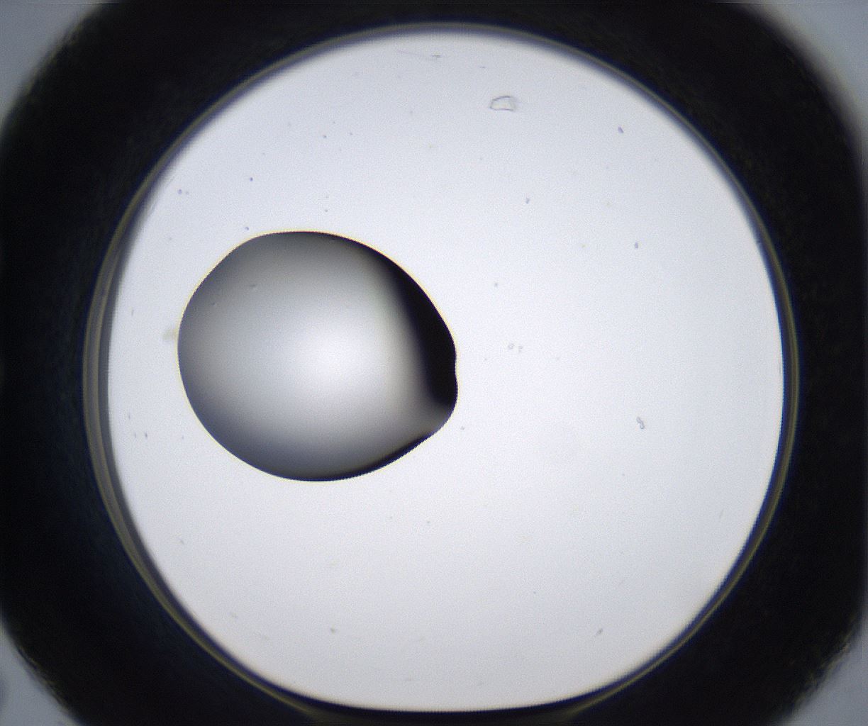 folderID299_plateID2299_batchID10844_wellNum31_profileID1_d1_r160972_ef.jpg