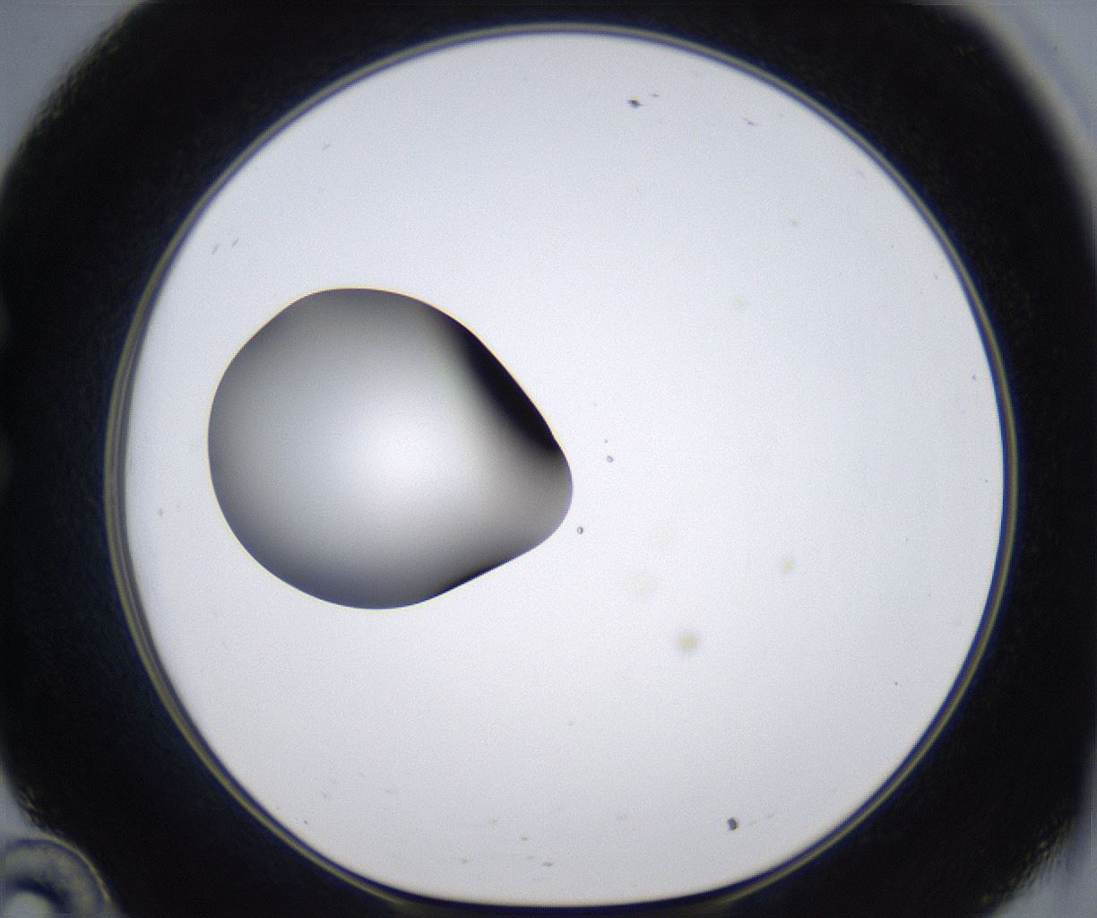 folderID299_plateID2299_batchID10844_wellNum34_profileID1_d1_r160975_ef.jpg