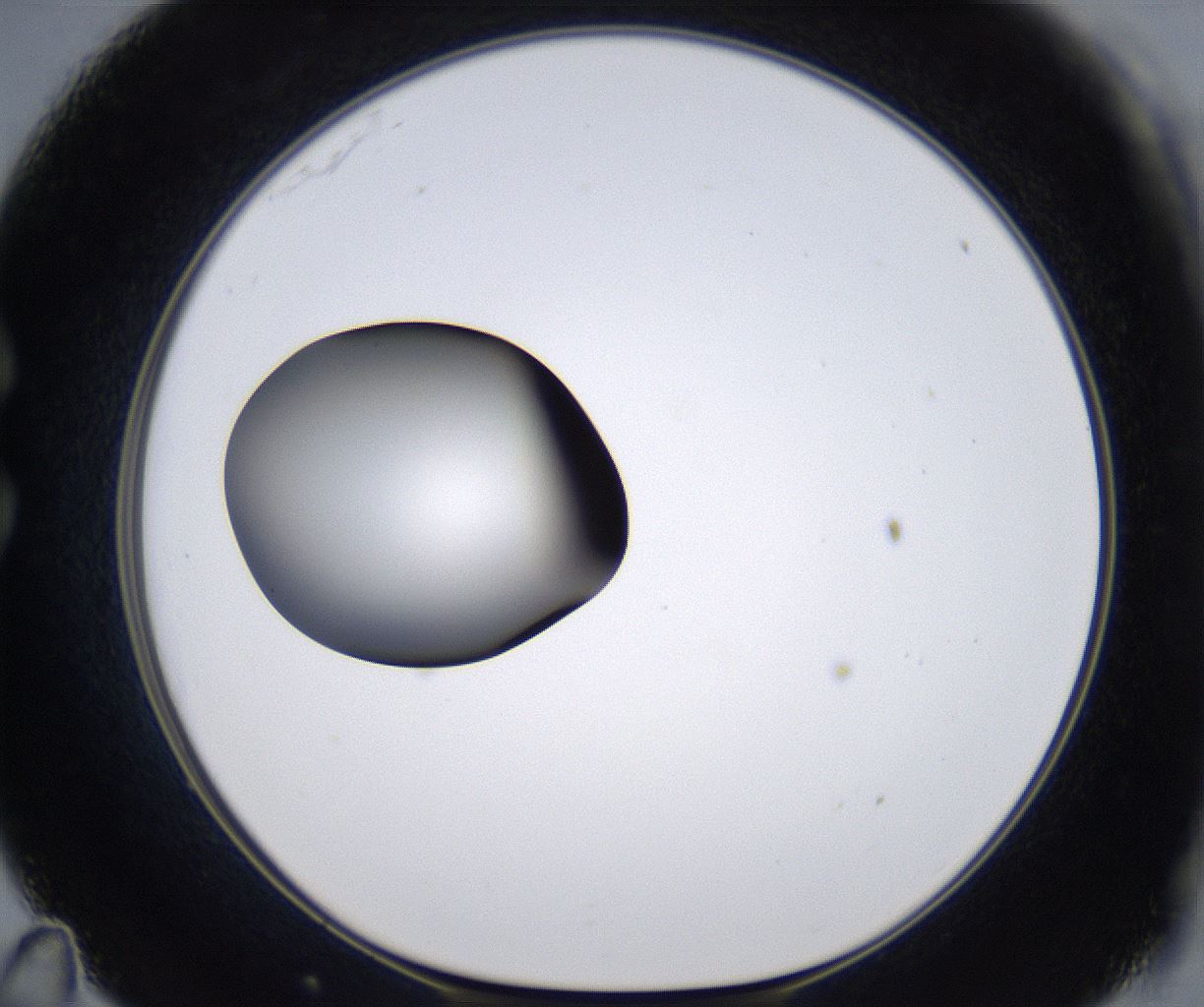 folderID299_plateID2299_batchID10844_wellNum35_profileID1_d1_r160976_ef.jpg