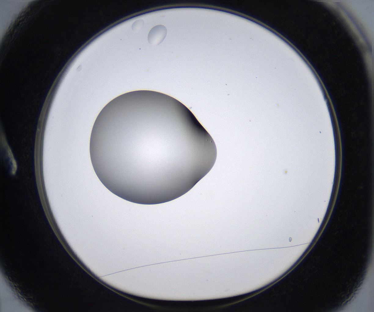 folderID299_plateID2299_batchID10844_wellNum3_profileID1_d1_r160944_ef.jpg