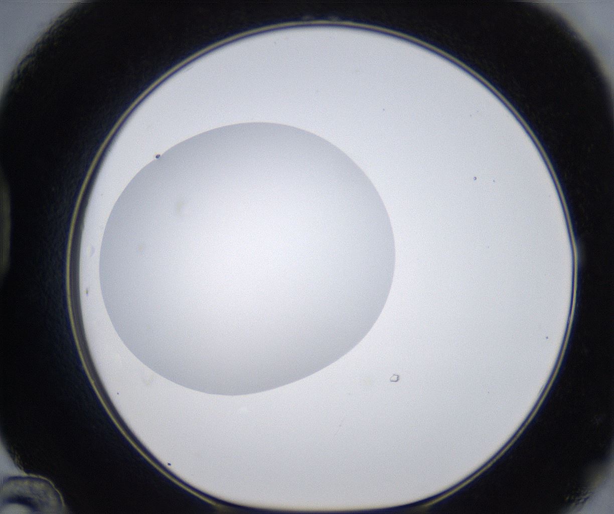 folderID299_plateID2299_batchID10844_wellNum48_profileID1_d1_r160989_ef.jpg