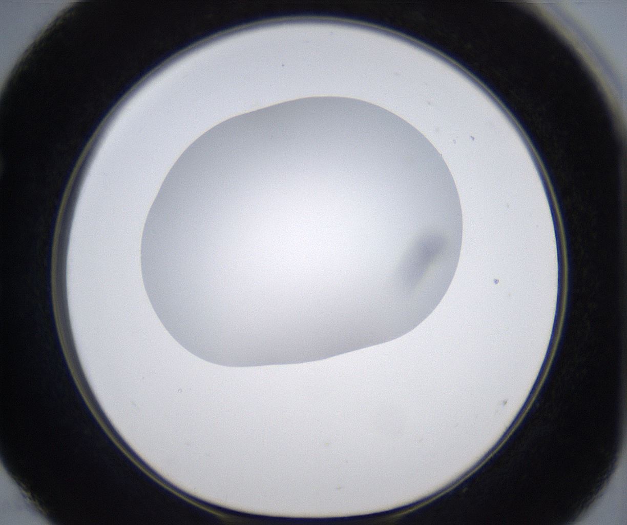 folderID299_plateID2299_batchID10844_wellNum52_profileID1_d1_r160993_ef.jpg