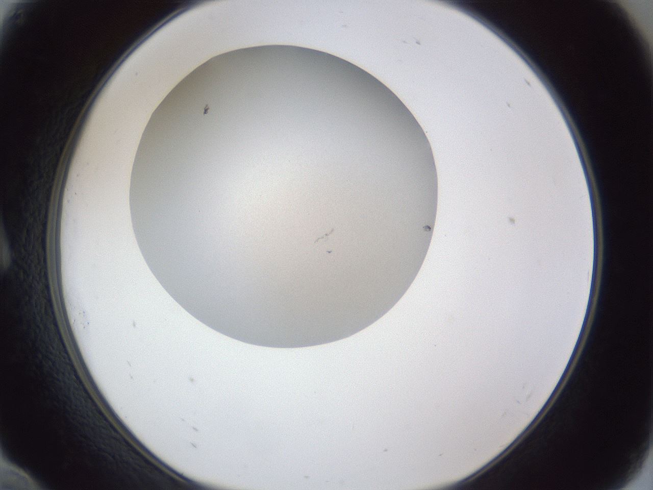 folderID29_plateID1029_batchID1998_wellNum10_profileID1_d1_r44150_ef.jpg