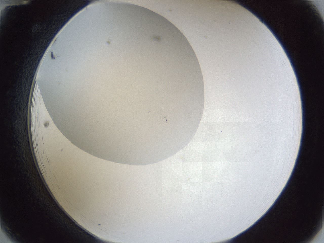 folderID29_plateID1029_batchID1998_wellNum12_profileID1_d2_r44155_ef.jpg