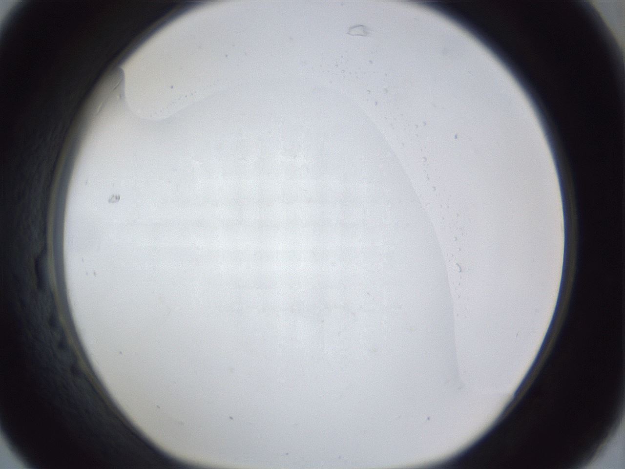 folderID29_plateID1029_batchID1998_wellNum31_profileID1_d1_r44192_ef.jpg