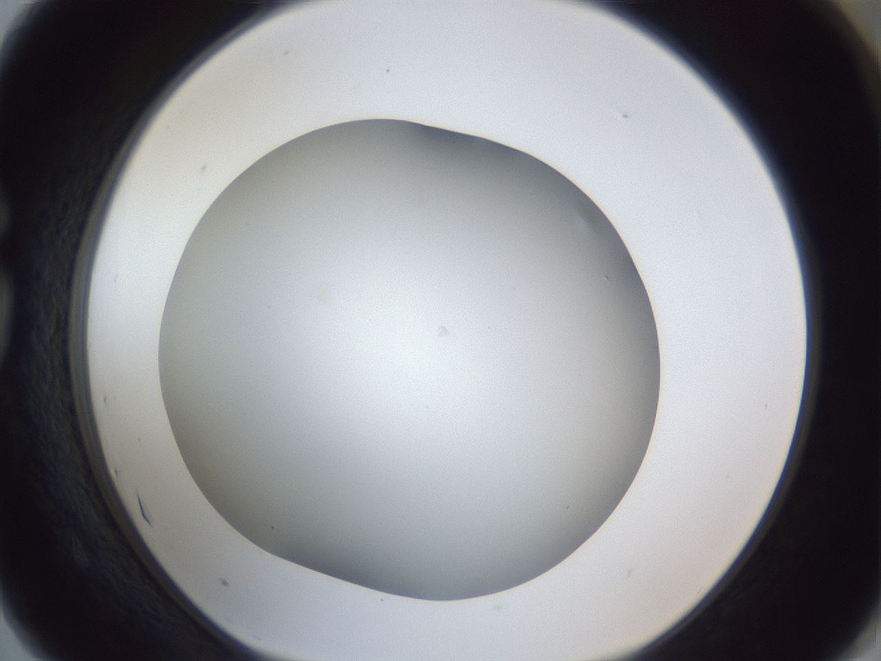 folderID29_plateID1029_batchID1998_wellNum75_profileID1_d1_r44280_ef.jpg