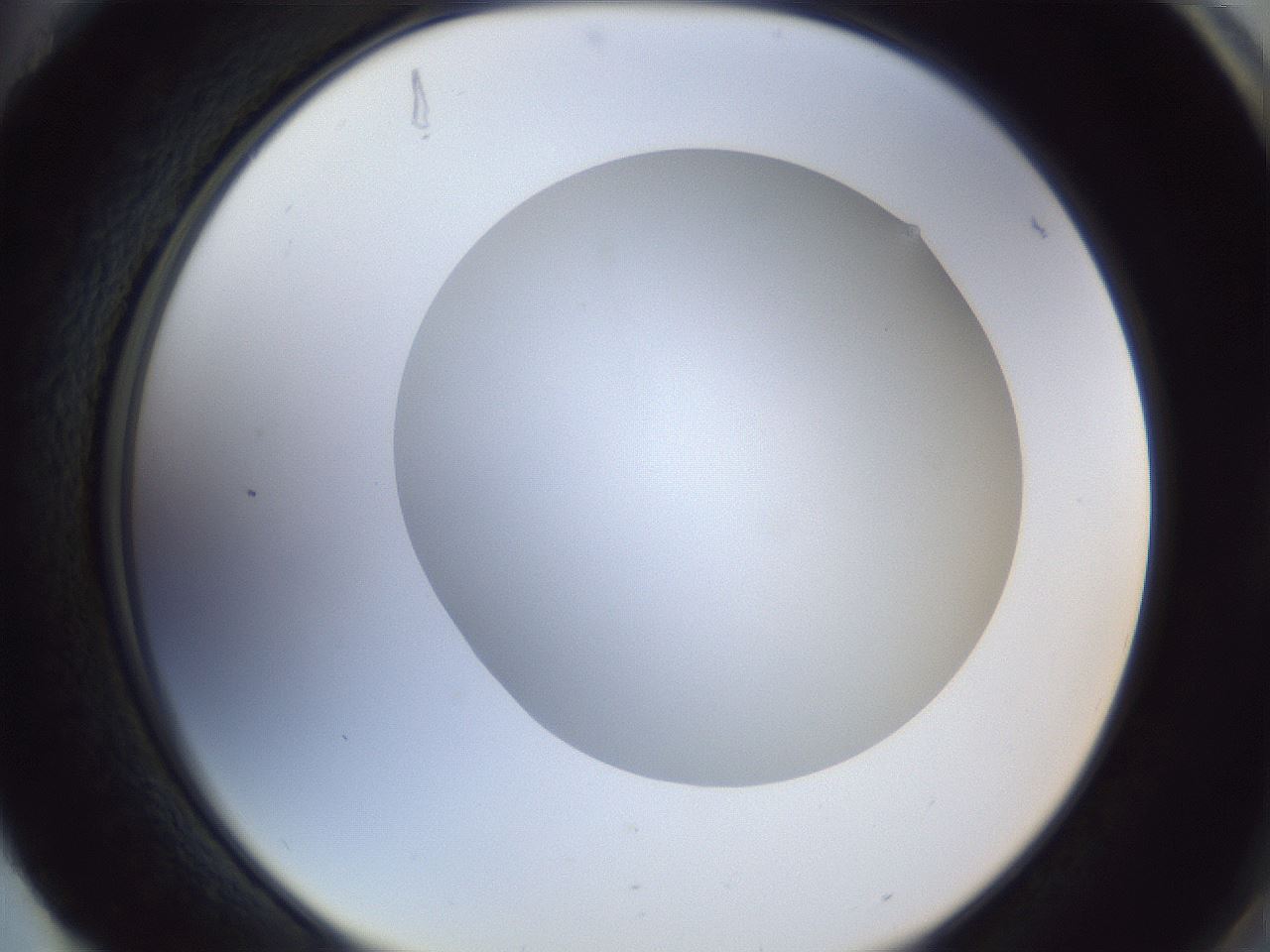 folderID29_plateID1029_batchID1998_wellNum88_profileID1_d2_r44307_ef.jpg