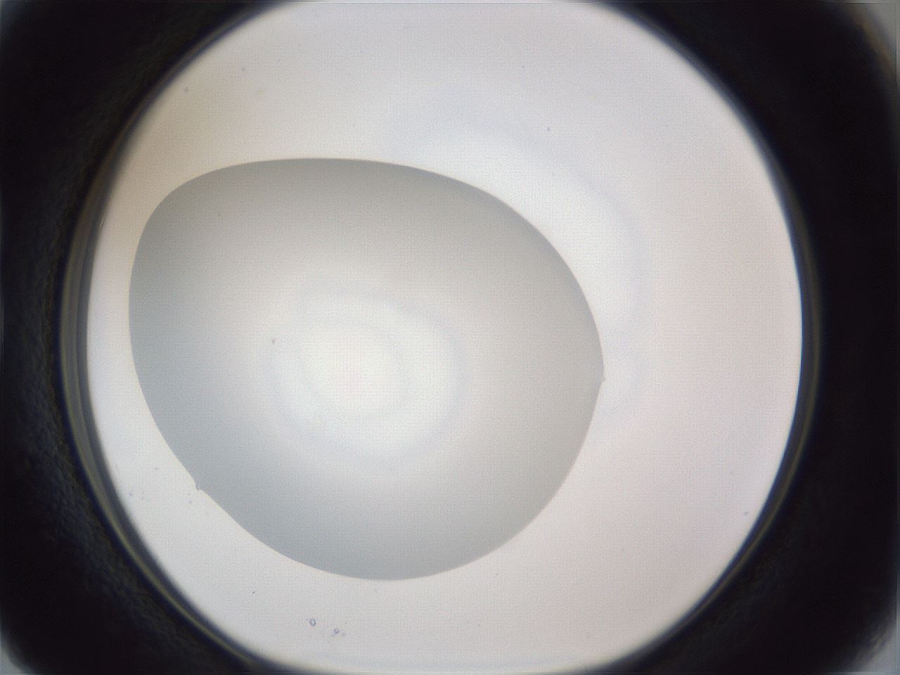 folderID29_plateID1029_batchID1998_wellNum15_profileID1_d1_r44160_ef.jpg