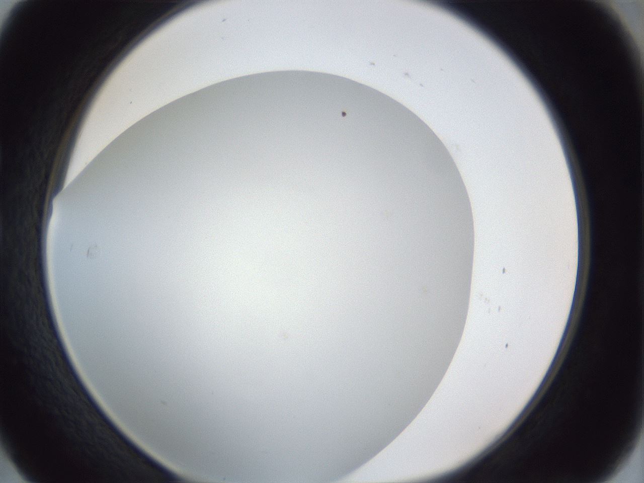 folderID29_plateID1029_batchID1998_wellNum29_profileID1_d1_r44188_ef.jpg