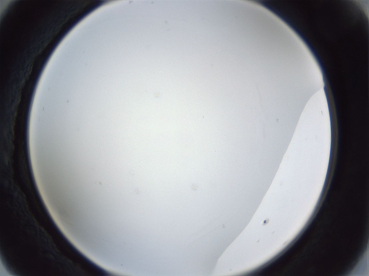 folderID29_plateID1029_batchID1998_wellNum29_profileID1_d2_r44189_ef.jpg