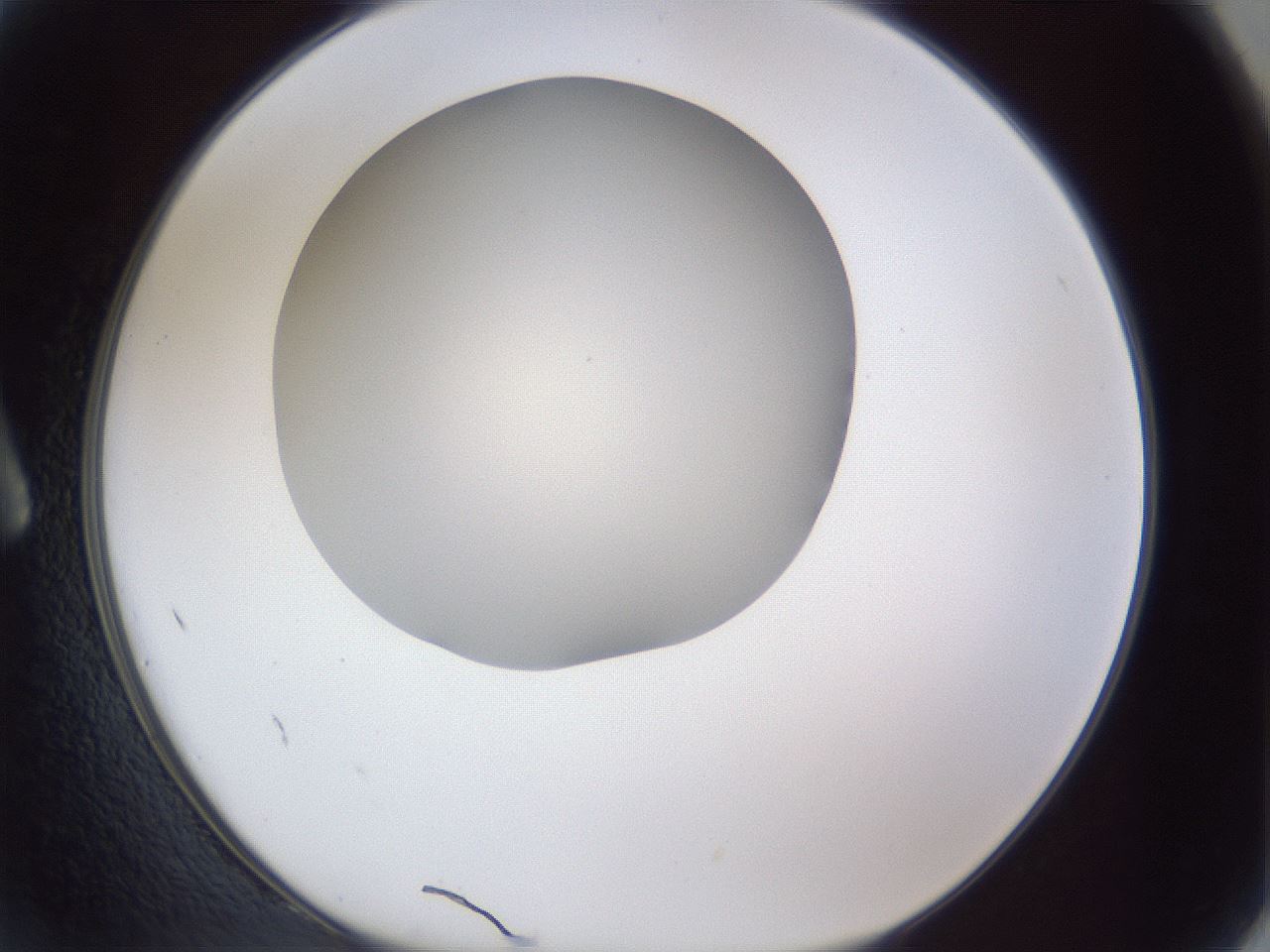 folderID29_plateID1029_batchID1998_wellNum2_profileID1_d1_r44134_ef.jpg