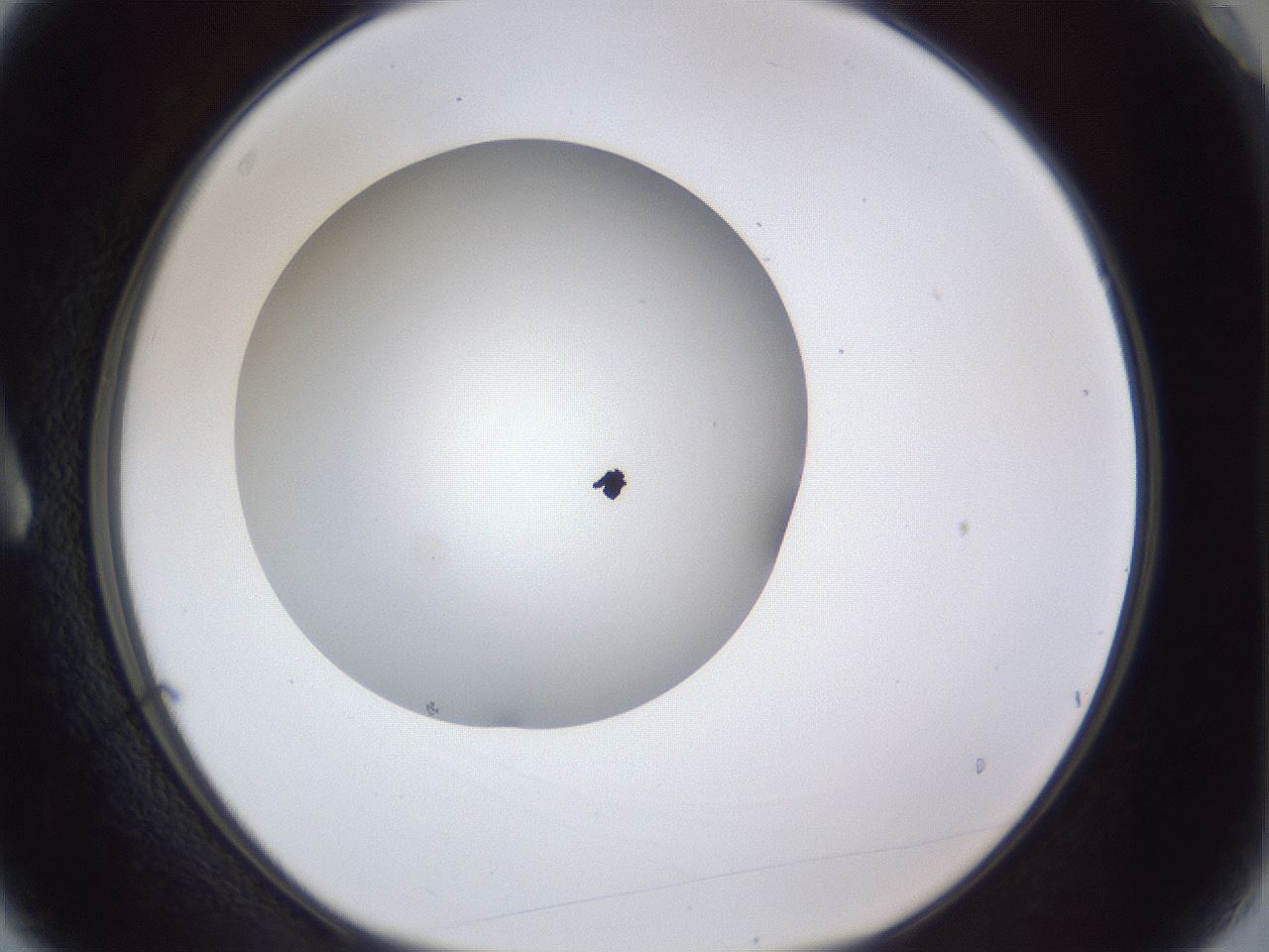 folderID29_plateID1029_batchID1998_wellNum3_profileID1_d1_r44136_ef.jpg