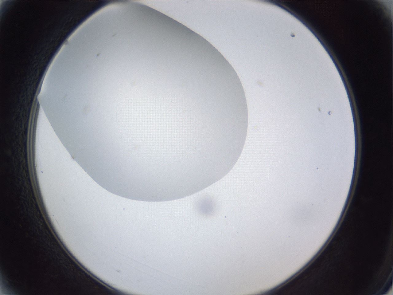 folderID29_plateID1029_batchID1998_wellNum3_profileID1_d2_r44137_ef.jpg