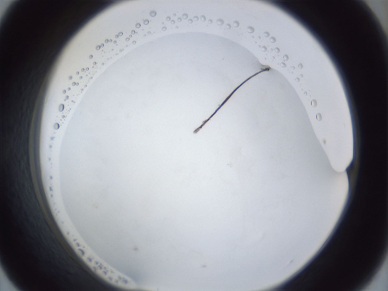 folderID29_plateID1029_batchID1998_wellNum43_profileID1_d1_r44216_ef.jpg