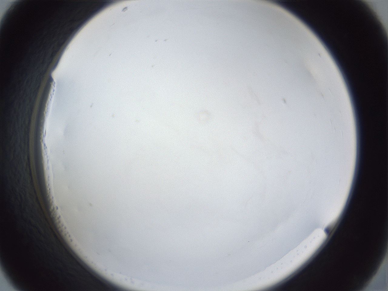 folderID29_plateID1029_batchID1998_wellNum43_profileID1_d2_r44217_ef.jpg