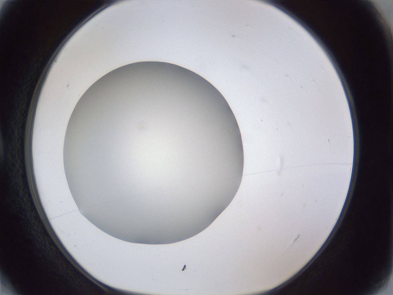 folderID29_plateID1029_batchID1998_wellNum4_profileID1_d1_r44138_ef.jpg