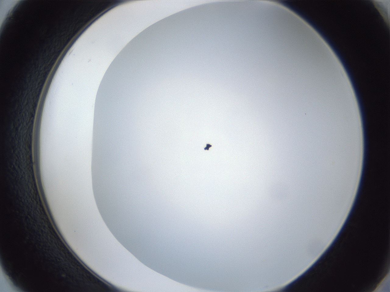 folderID29_plateID1029_batchID1998_wellNum50_profileID1_d2_r44231_ef.jpg