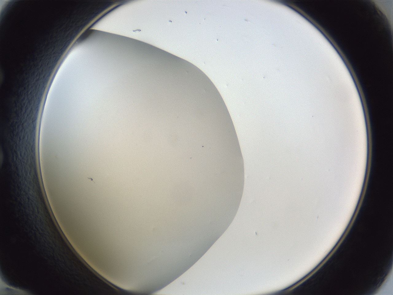folderID29_plateID1029_batchID1998_wellNum60_profileID1_d1_r44250_ef.jpg
