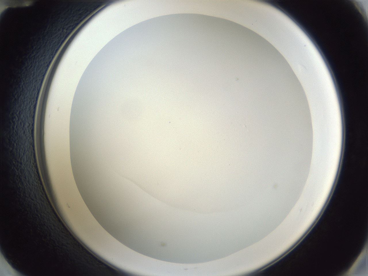 folderID29_plateID1029_batchID1998_wellNum60_profileID1_d2_r44251_ef.jpg