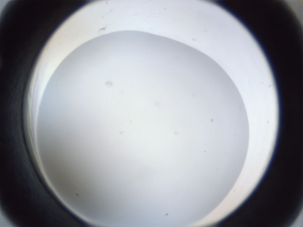 folderID29_plateID1029_batchID1998_wellNum66_profileID1_d1_r44262_ef.jpg