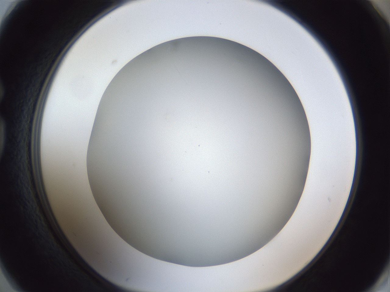 folderID29_plateID1029_batchID1998_wellNum74_profileID1_d1_r44278_ef.jpg