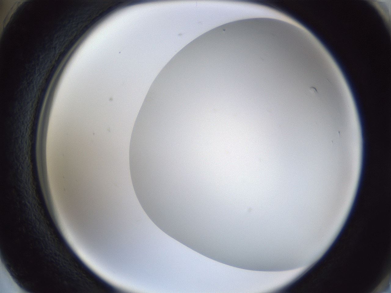 folderID29_plateID1029_batchID1998_wellNum74_profileID1_d2_r44279_ef.jpg