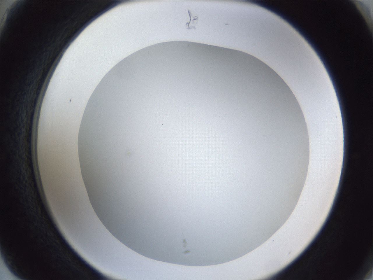 folderID29_plateID1029_batchID1998_wellNum75_profileID1_d2_r44281_ef.jpg