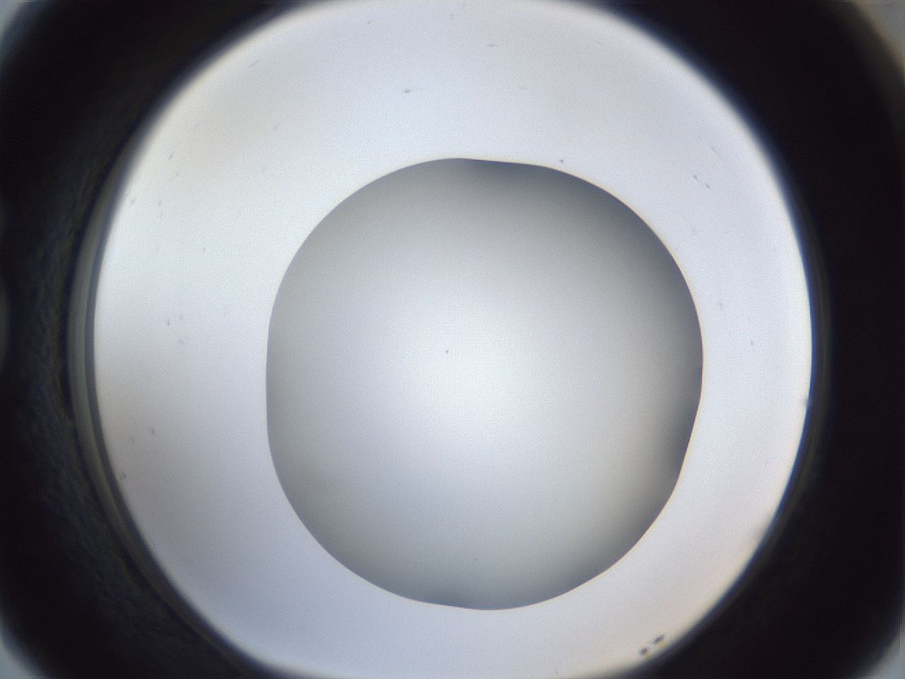 folderID29_plateID1029_batchID1998_wellNum77_profileID1_d1_r44284_ef.jpg