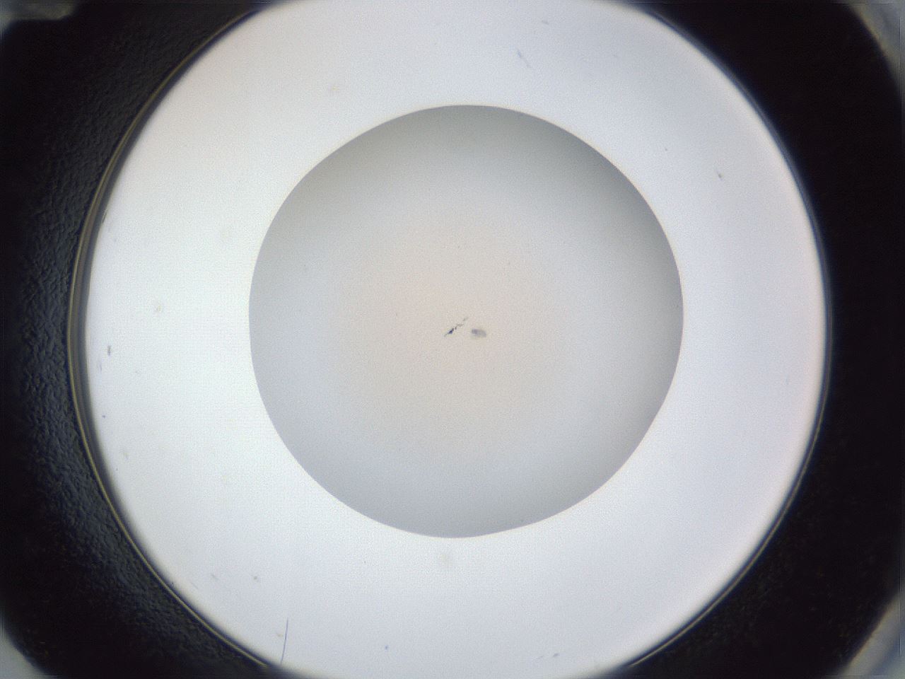 folderID29_plateID1029_batchID1998_wellNum84_profileID1_d2_r44299_ef.jpg