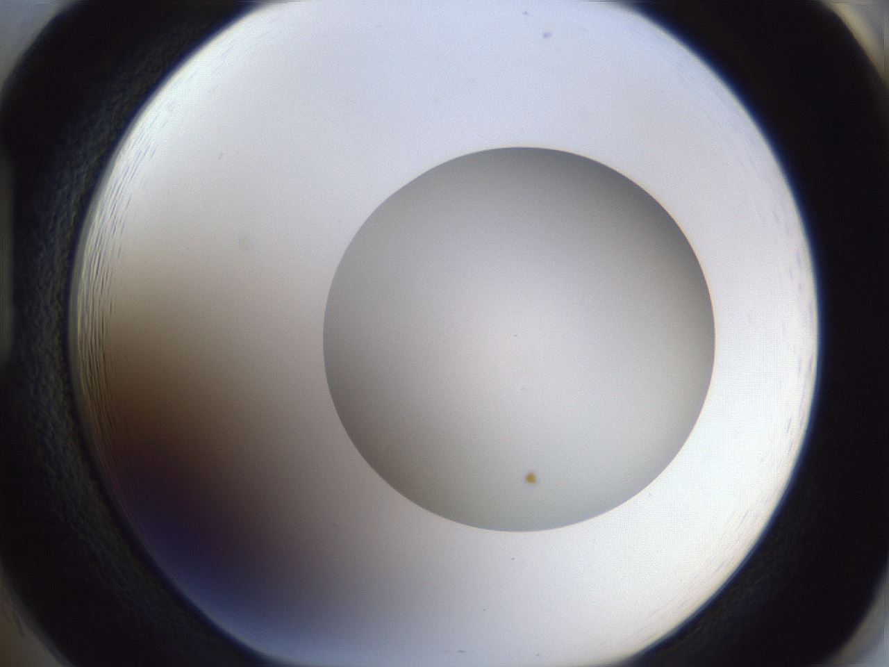 folderID29_plateID1029_batchID1998_wellNum85_profileID1_d1_r44300_ef.jpg