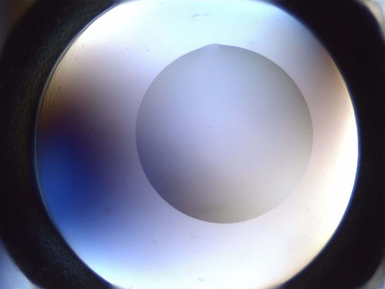 folderID29_plateID1029_batchID1998_wellNum85_profileID1_d2_r44301_ef.jpg