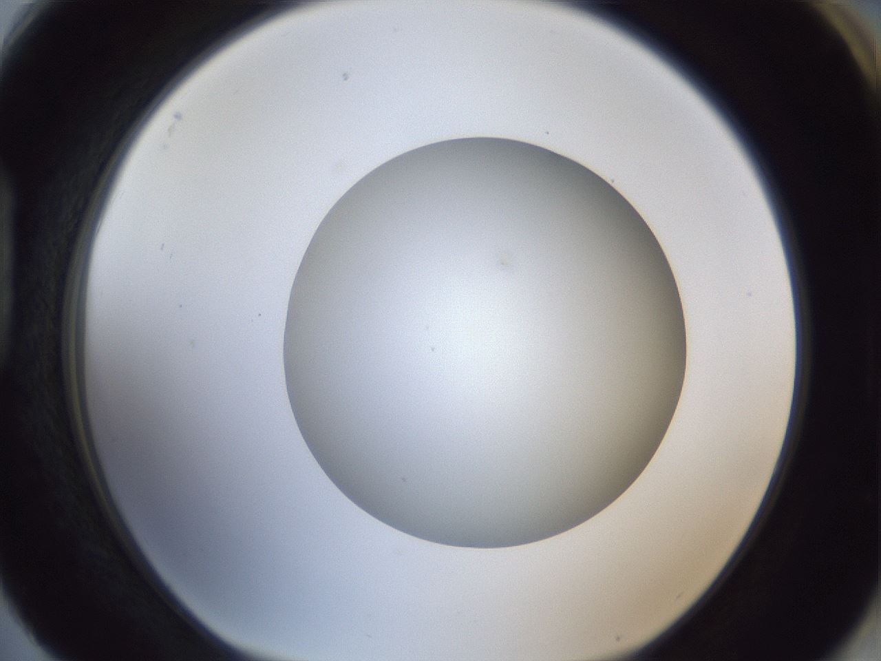folderID29_plateID1029_batchID1998_wellNum88_profileID1_d1_r44306_ef.jpg