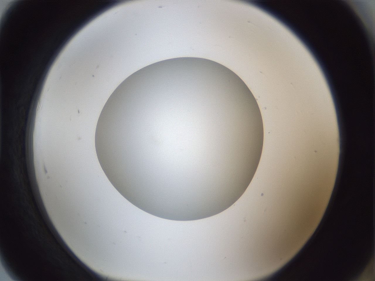 folderID29_plateID1029_batchID1998_wellNum91_profileID1_d1_r44312_ef.jpg