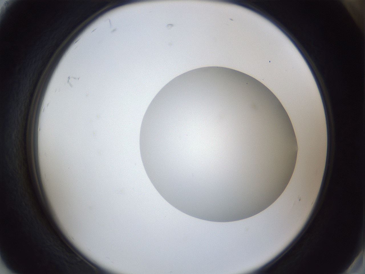 folderID29_plateID1029_batchID1998_wellNum92_profileID1_d2_r44315_ef.jpg