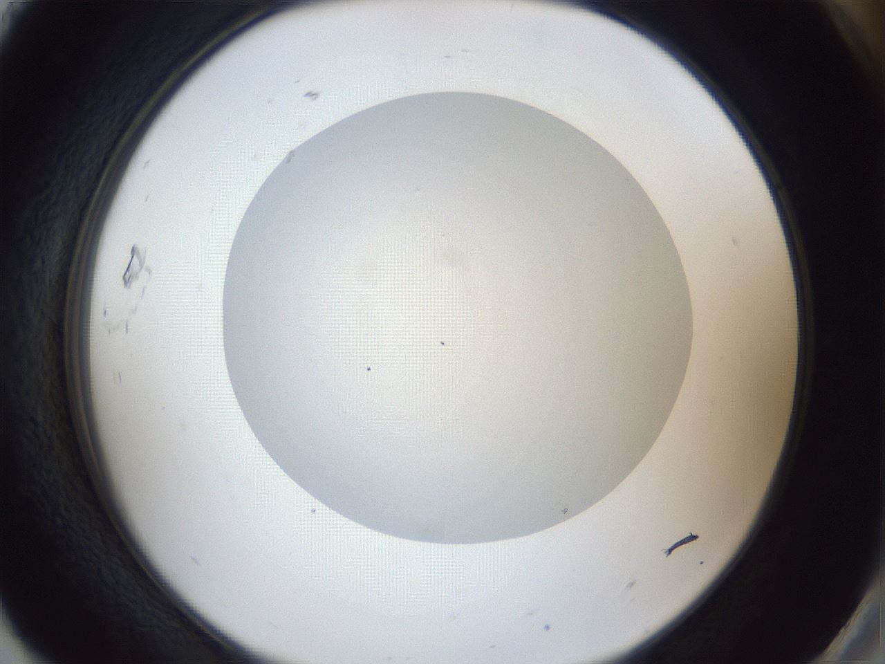 folderID29_plateID1029_batchID1998_wellNum93_profileID1_d2_r44317_ef.jpg